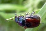 phyllopertha-horticola2-foto-kammel