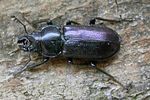 platycerus-caraboides-foto-haug
