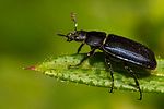 platycerus-caraboides-foto-kirchen
