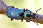 platycerus-caraboides-foto-weisenboehler