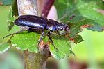 platycerus-caraboides-foto-wmueller