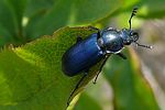 platycerus-caraboides2-foto-auer