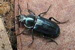 platycerus-caraboides2-foto-wmueller