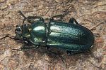 platycerus-caraboides3-foto-koehler