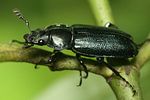 platycerus-caraboides3-foto-weisenboehler