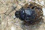 scarabaeus-laticollis-foto-schregel