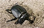 scarabaeus-semipunctatus3-foto-roessler