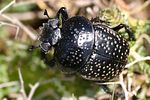 scarabaeus-variolosus-foto-buechler