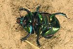 sericotrupes-niger-detail-foto-fjkoehler