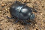 sericotrupes-niger-foto-koehler