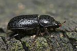 sinodendron-cylindricum-female-foto-faasen