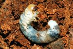 sinodendron-cylindricum-larva-foto-holmes