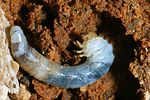 sinodendron-cylindricum-larva2-foto-holmes