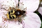 trichius-fasciatus-foto-furlin