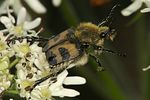 trichius-fasciatus-foto-vanderkrieken