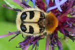 trichius-fasciatus-foto-wmueller