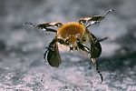 trichius-fasciatus-start-foto-nagel
