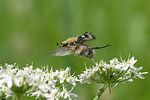 trichius-fasciatus-start-foto-rientjes