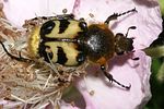 trichius-fasciatus2-foto-furlin
