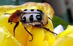 trichius-gallicus3-foto-medger