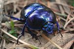 trypocopris-vernalis-foto-gutzeit