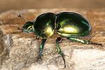trypocopris-vernalis-green-foto-koehler