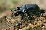 typhaeus-typhoeus-male-foto-kammel