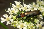 anogcodes-rufiventris-female-foto-koehler