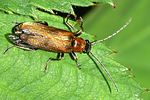 anogcodes-rufiventris-female2-foto-furlin