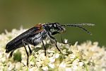 anogcodes-rufiventris-male-foto-koehler