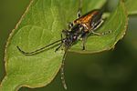 anogcodes-rufiventris-male-foto-pisec