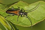 anogcodes-rufiventris-male2-foto-pisec