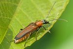 anogcodes-ustulatus-female-foto-auer