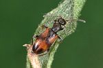 anthicus-antherinus-foto-weidlich