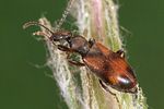 anthicus-antherinus2-foto-weidlich