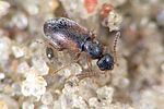anthicus-flavipes2-foto-weidlich