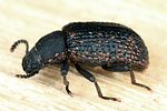 bolitophagus-reticulatus2-foto-dvorak