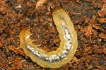 boros-schneideri-larva-foto-gouixetbrustel