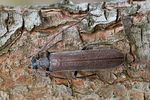calopus-serraticornis2-foto-roessler