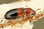 corticeus-bicolor-foto-dvorak