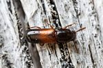 corticeus-fasciatus-foto-roessler