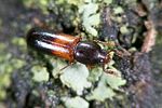 corticeus-fasciatus2-foto-weidlich