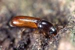 corticeus-linearis-foto-weidlich