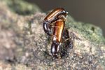 corticeus-linearis-paar-foto-weidlich
