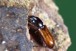 corticeus-linearis2-foto-weidlich