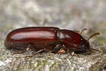 corticeus-unicolor-foto-hall