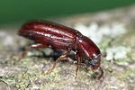 corticeus-unicolor-foto-weidlich