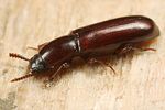 corticeus-unicolor4-foto-koehler