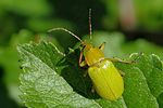 cteniopus-sulphureus-foto-derennes