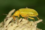 cteniopus-sulphureus3-foto-dvorak